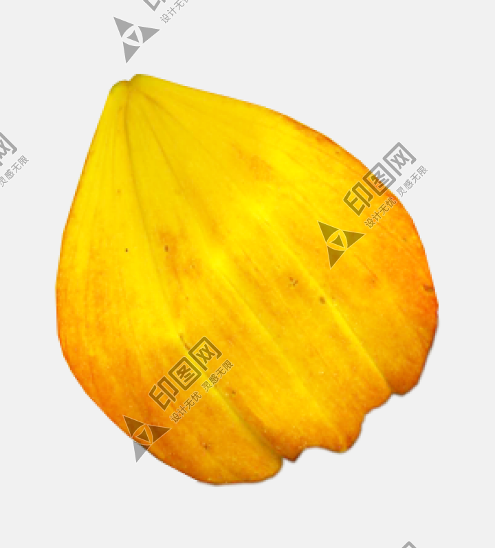 花瓣PNG素材