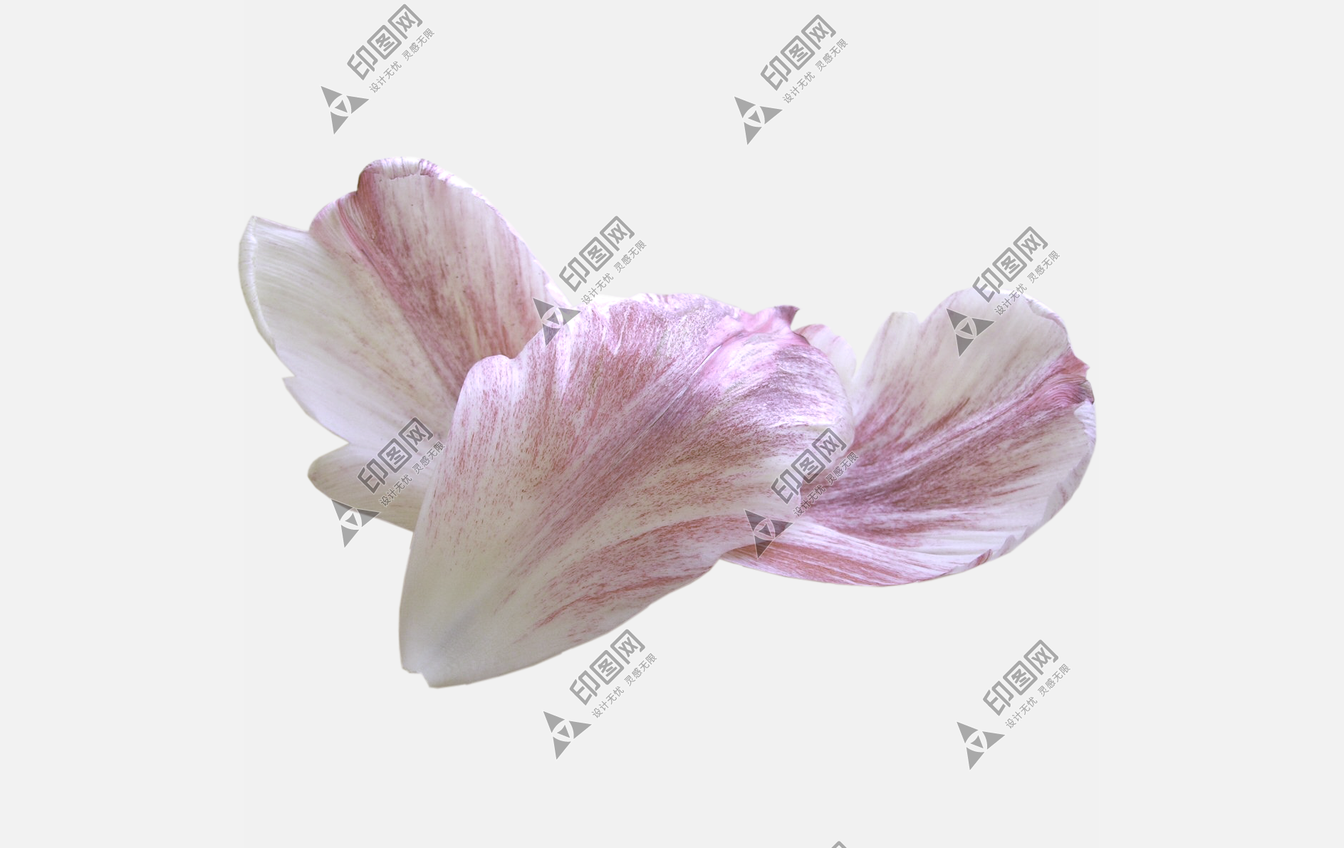 花瓣P(guān)NG素材