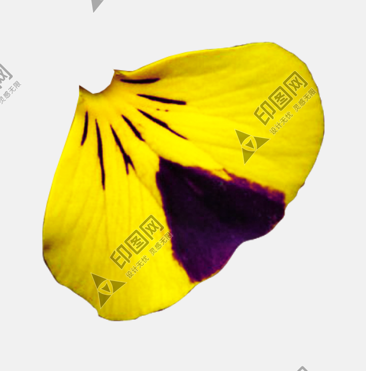 花瓣PNG素材