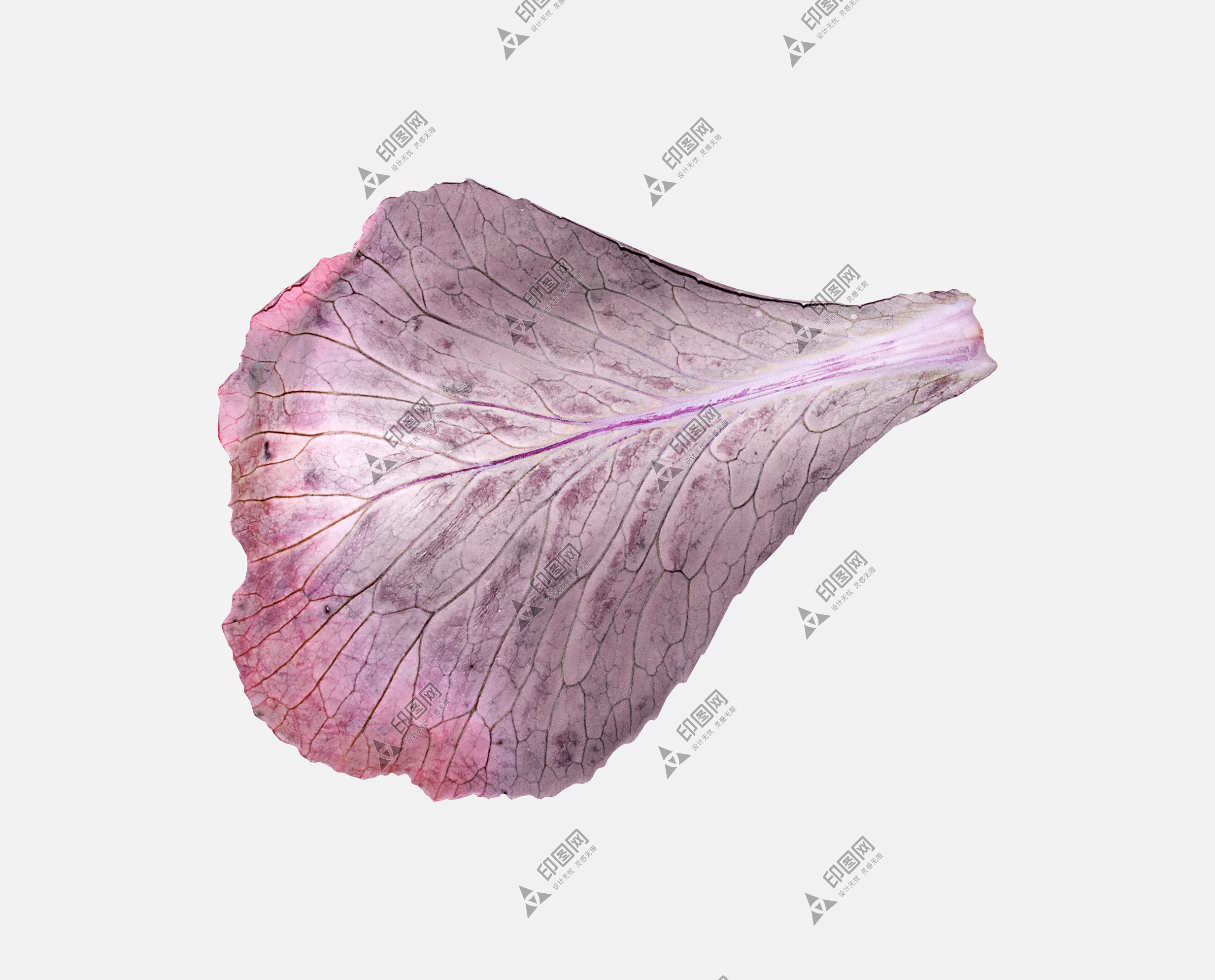 花瓣PNG素材