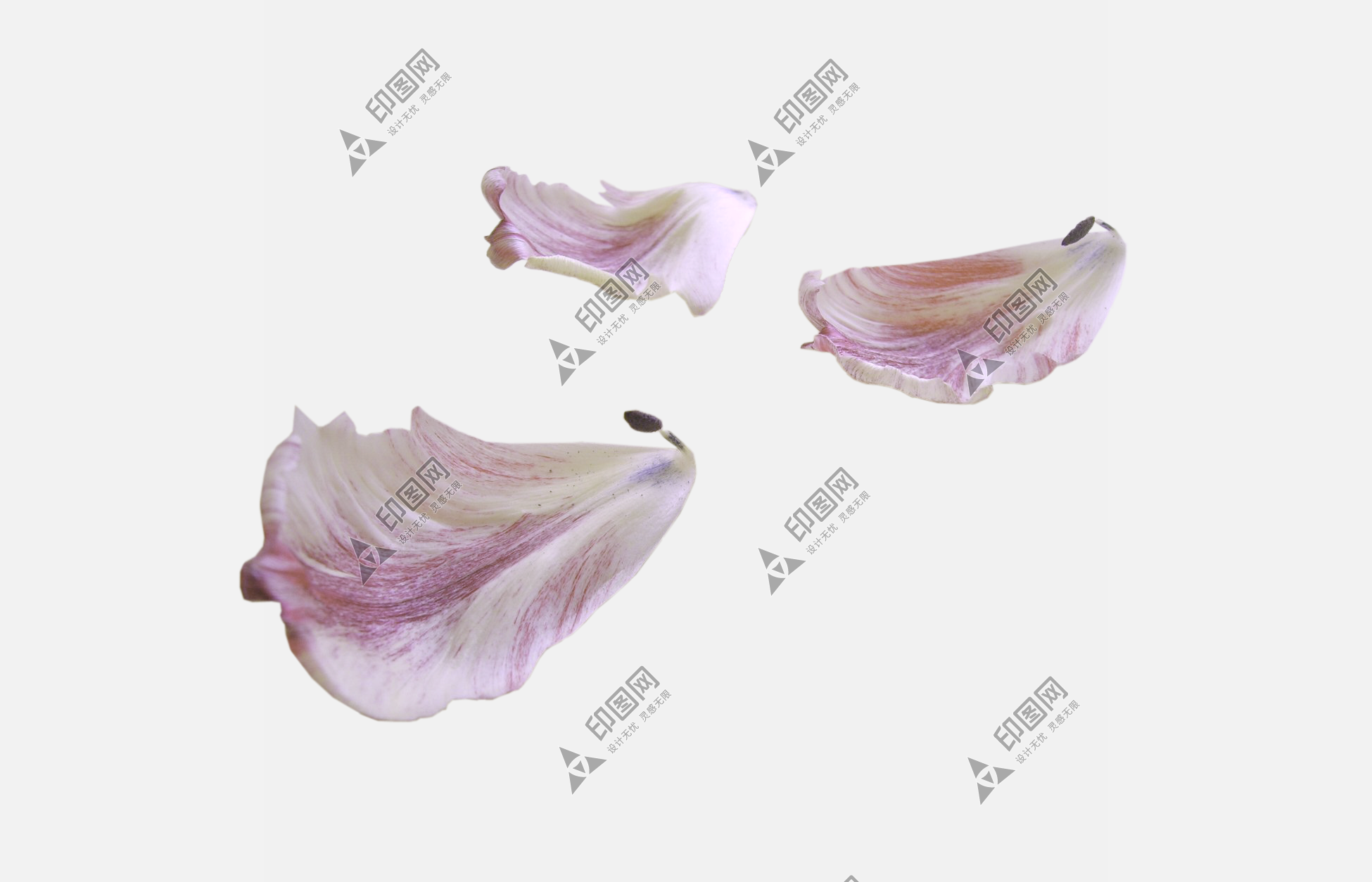 花瓣PNG素材