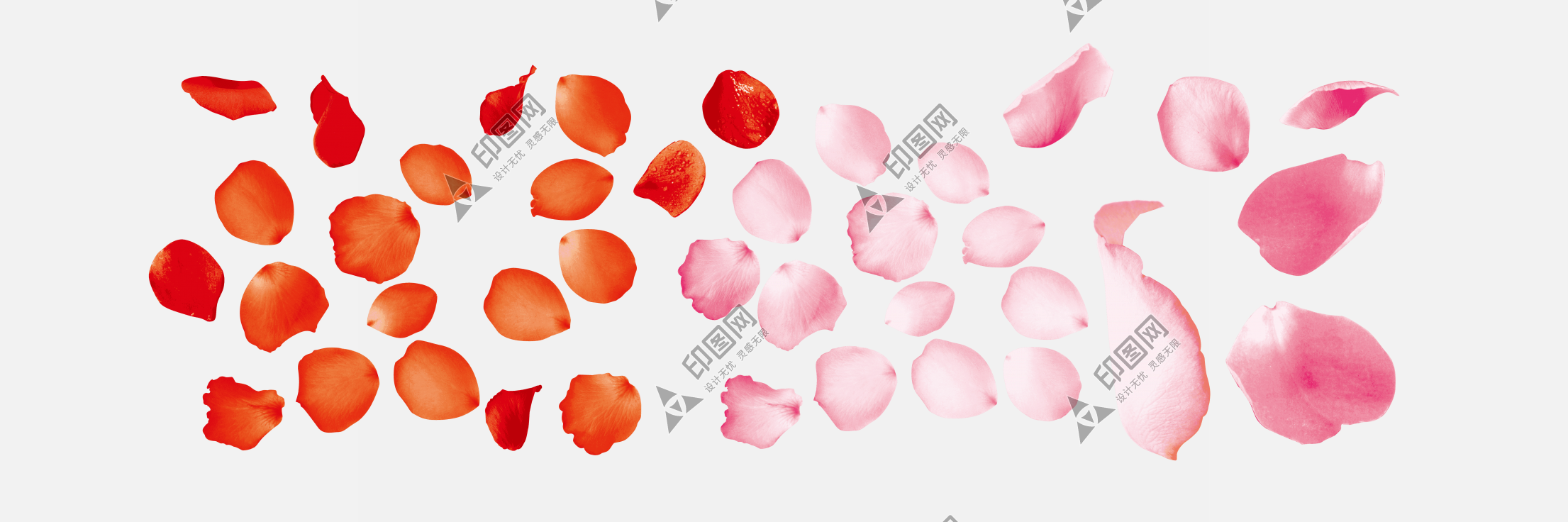 花瓣PNG素材