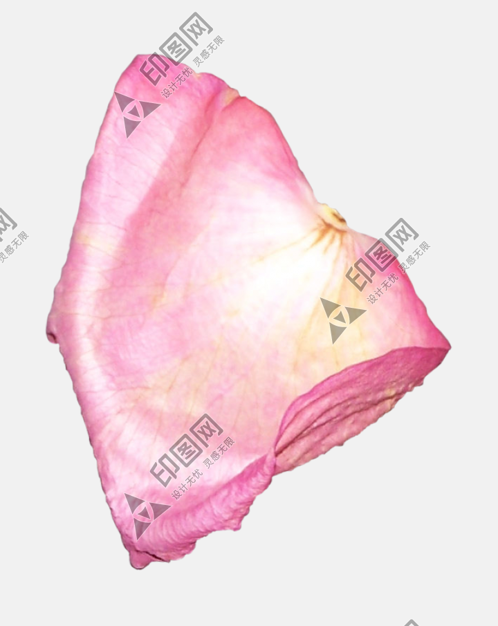 花瓣PNG素材