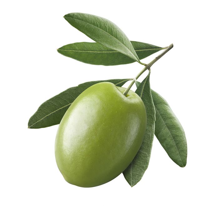 绿橄榄