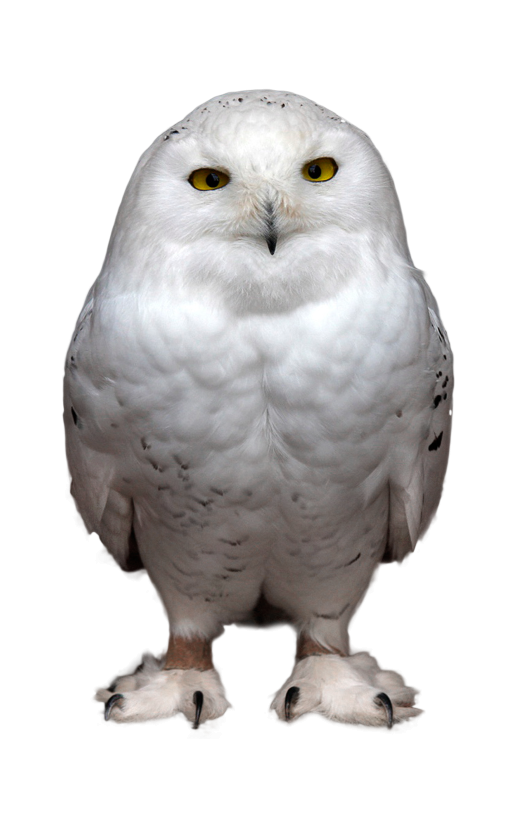 鳥_貓頭鷹_梟_鸮_owl_owl_PNG36