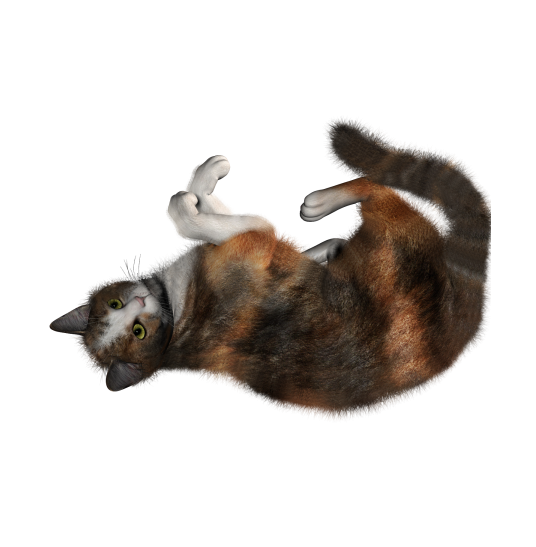 貓_貓咪_小貓_cat_PNG1630