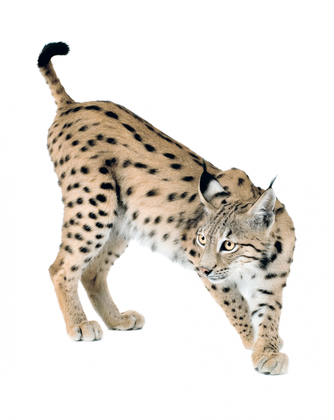 猞猁_山貍子_山貓_lynx_lynx_PNG6