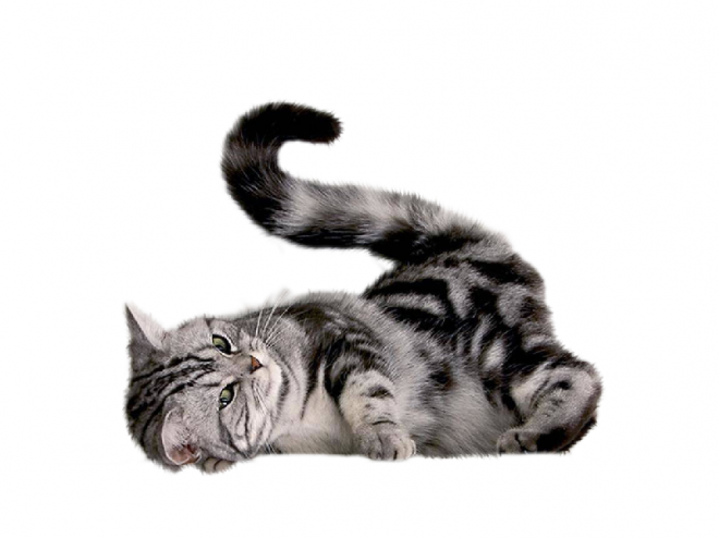 貓_貓咪_小貓_cat_PNG104