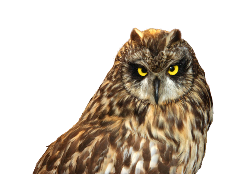 鳥_貓頭鷹_梟_鸮_owl_owl_PNG18