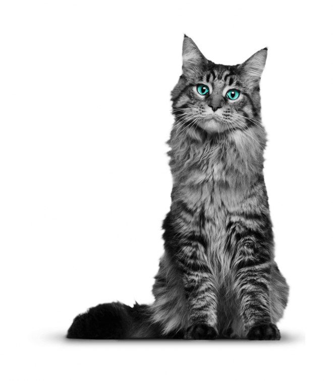 貓_貓咪_小貓_cat_PNG50521