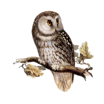 鳥_貓頭鷹_梟_鸮_owl_owl_PNG24