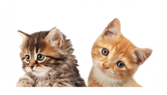 貓_貓咪_小貓_cat_PNG50539