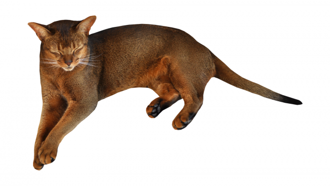貓_貓咪_小貓_cat_PNG124