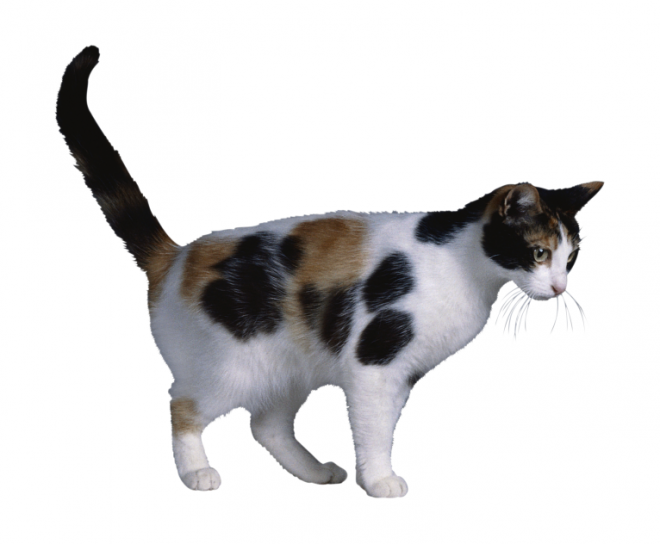 貓_貓咪_小貓_cat_PNG50423