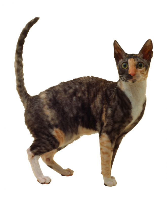 貓_貓咪_小貓_cat_PNG50457