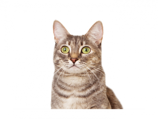 貓_貓咪_小貓_cat_PNG50495