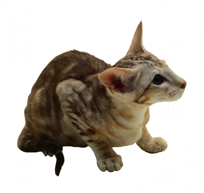 貓_貓咪_小貓_cat_PNG50474