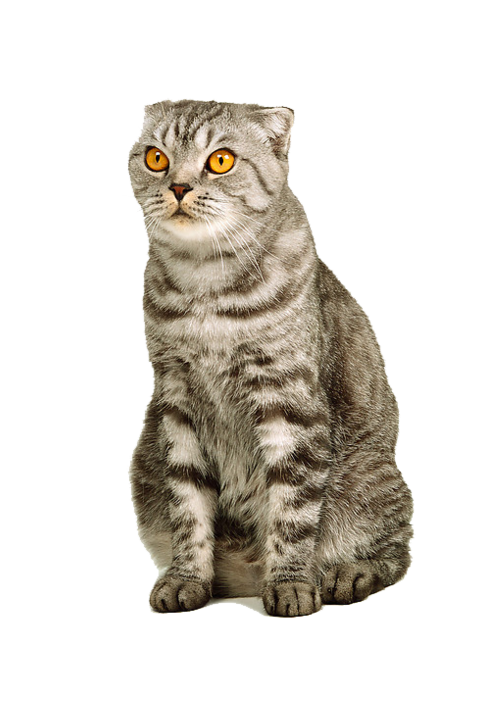 貓_貓咪_小貓_cat_PNG128