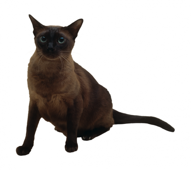 貓_貓咪_小貓_cat_PNG50467