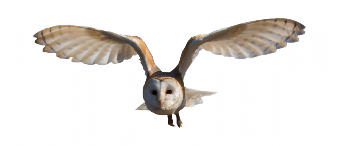 鸟_猫头鹰_枭_鸮_owl_owl_PNG30
