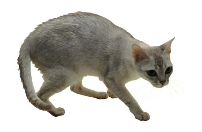 貓_貓咪_小貓_cat_PNG50454