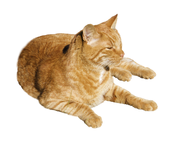 貓_貓咪_小貓_cat_PNG50544