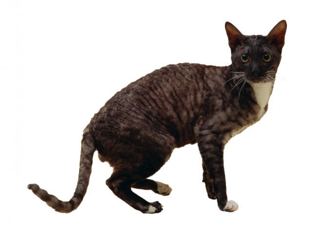 貓_貓咪_小貓_cat_PNG50458