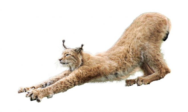 猞猁_山貍子_山貓_lynx_lynx_PNG7