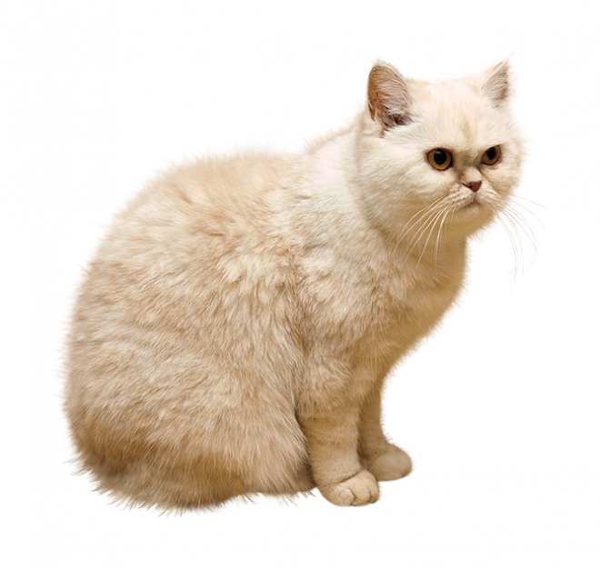 貓_貓咪_小貓_cat_PNG50550