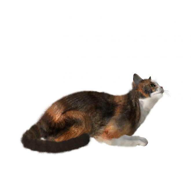 貓_貓咪_小貓_cat_PNG1628