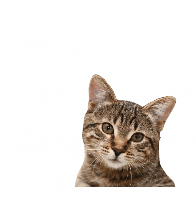 貓_貓咪_小貓_cat_PNG50509