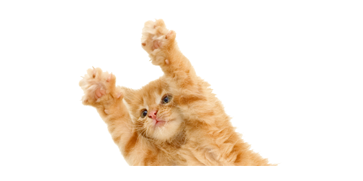 貓_貓咪_小貓_cat_PNG50538