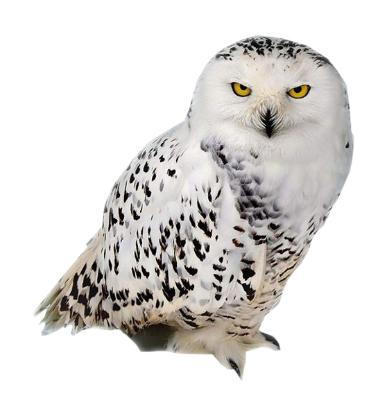 鳥_貓頭鷹_梟_鸮_owl_owl_PNG12