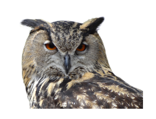 鳥_貓頭鷹_梟_鸮_owl_owl_PNG32