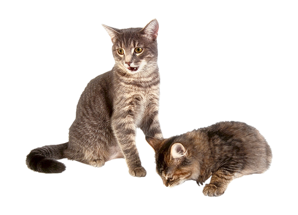 貓_貓咪_小貓_cat_PNG133
