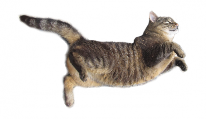 貓_貓咪_小貓_cat_PNG50513