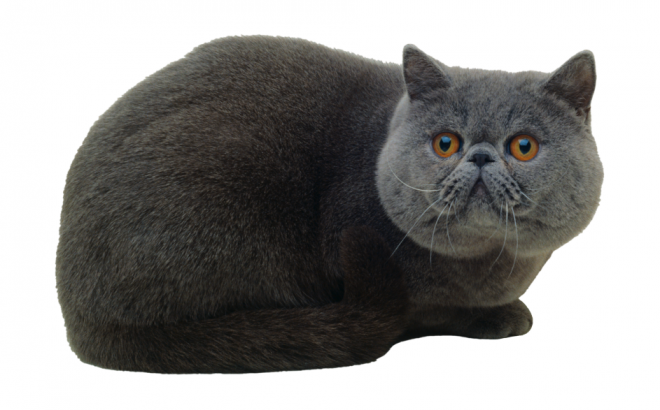 貓_貓咪_小貓_cat_PNG50502
