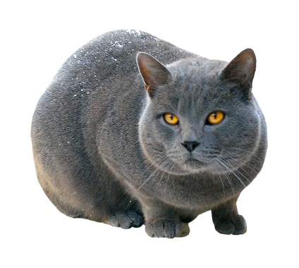 猫_猫咪_小猫_cat_PNG50511