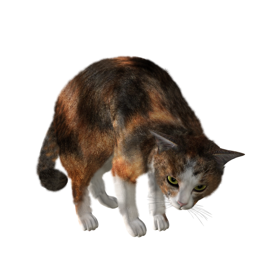貓_貓咪_小貓_cat_PNG95