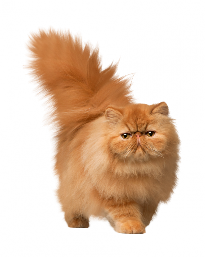 貓_貓咪_小貓_cat_PNG50548