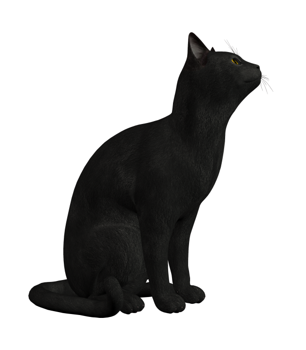 貓_貓咪_小貓_cat_PNG50493