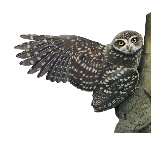 鳥_貓頭鷹_梟_鸮_owl_owl_PNG16