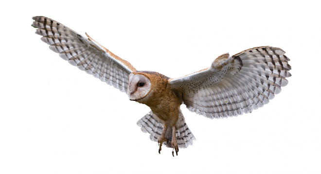 鳥_貓頭鷹_梟_鸮_owl_owl_PNG38