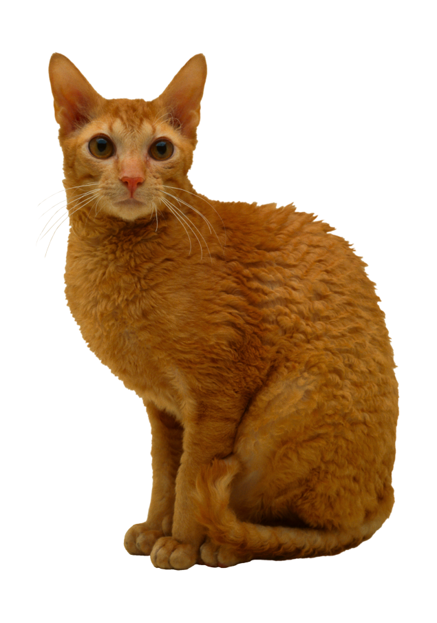 貓_貓咪_小貓_cat_PNG50461