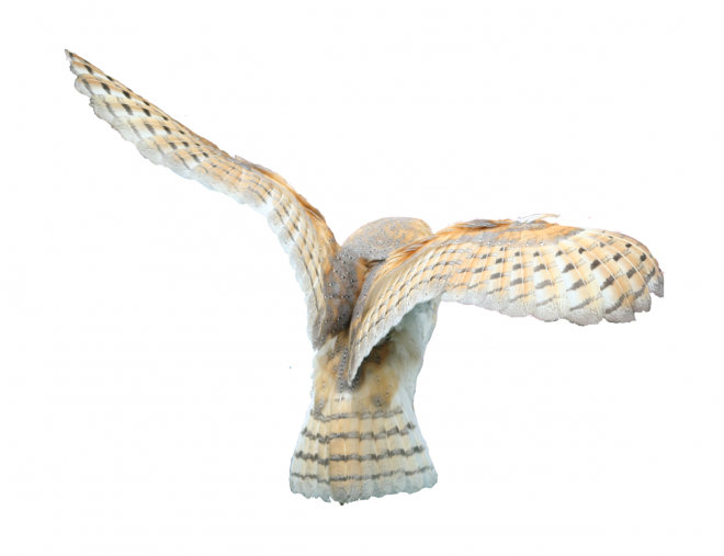 鳥_貓頭鷹_梟_鸮_owl_owl_PNG37