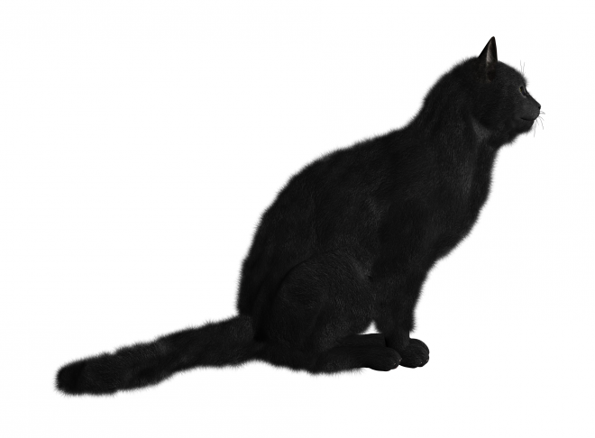 貓_貓咪_小貓_cat_PNG50415