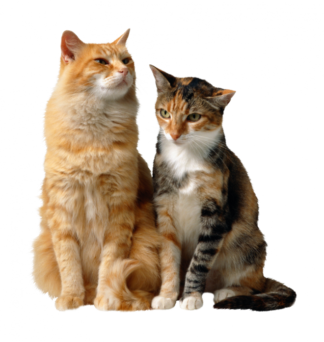 貓_貓咪_小貓_cat_PNG50416
