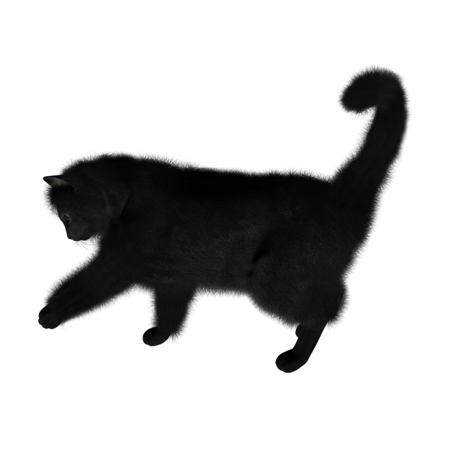 貓_貓咪_小貓_cat_PNG1615