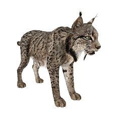 猞猁_山貍子_山貓_lynx_lynx_PNG11