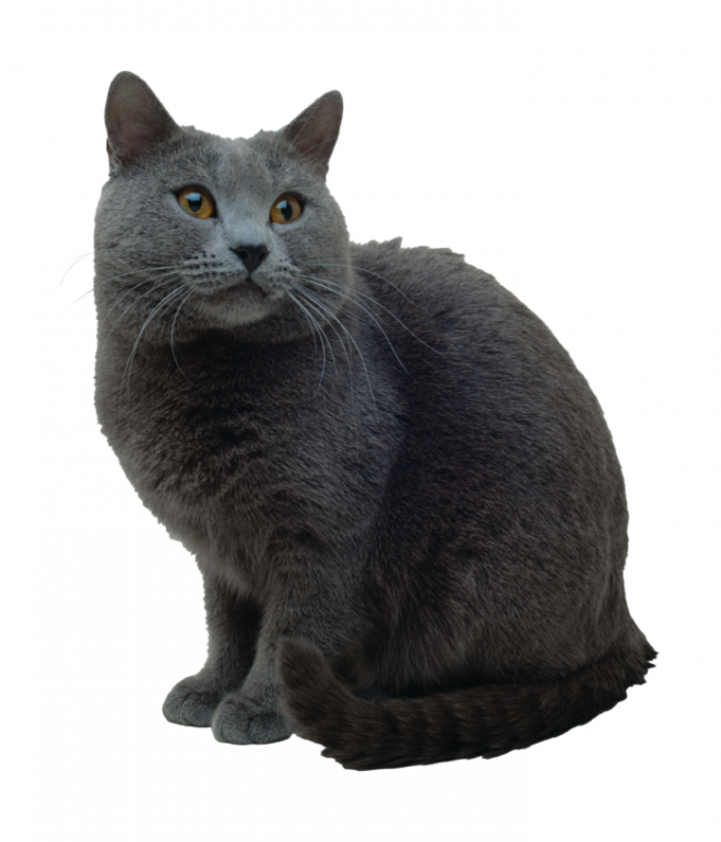 貓_貓咪_小貓_cat_PNG50476